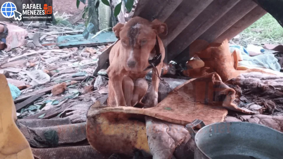Homem tem prisão preventiva decretada por maus-tratos a animais e suspeita de rinhas de galos em Cruz Alta
