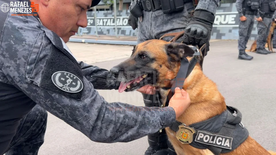Cão farejador Colt se aposenta com honrarias no 2º BPChoque em Santa Maria