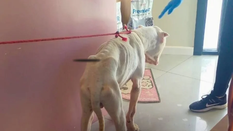 Homem é preso por maus-tratos a cachorro em Santa Maria