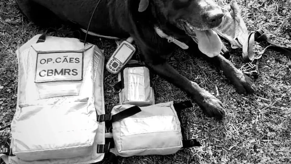 Cão herói Guapo, do Corpo de Bombeiros, morre aos 10 anos em Santa Maria após batalha contra o câncer