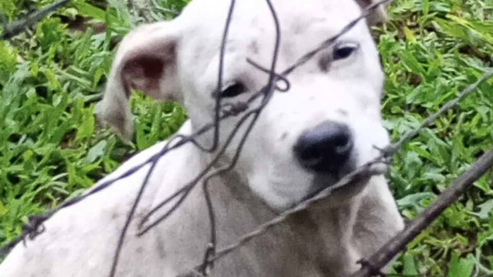 Animal de estimação furtado é recuperado e suspeito é preso em Santiago