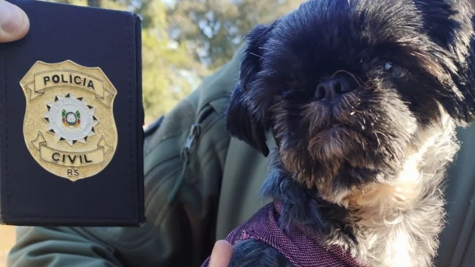 Cão furtado durante feriado é recuperado pela Polícia Civil em Santa Maria