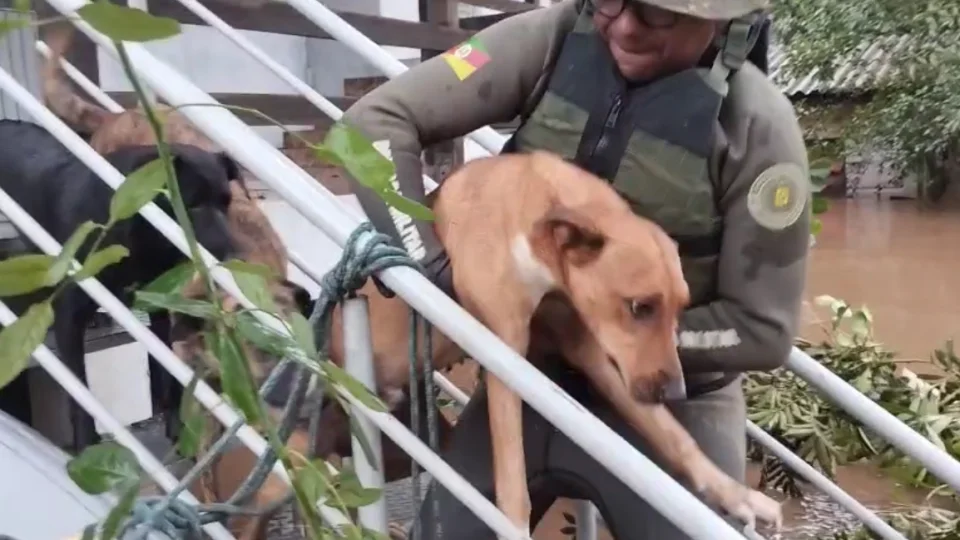 Cães são resgatados pela Brigada Militar após ficarem ilhados durante enchente do Rio Toropi
